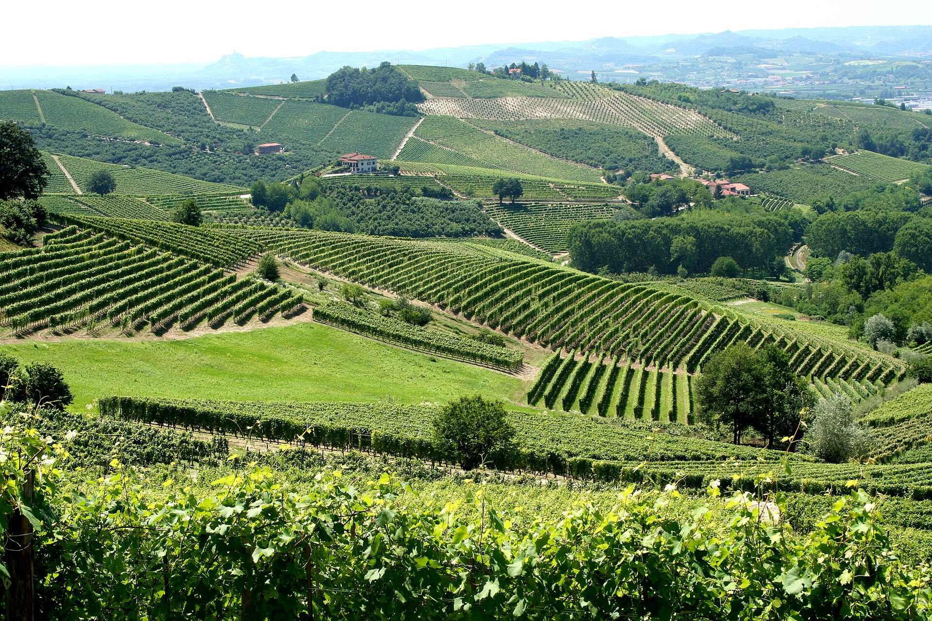 File:VineyardsPlittania.jpg